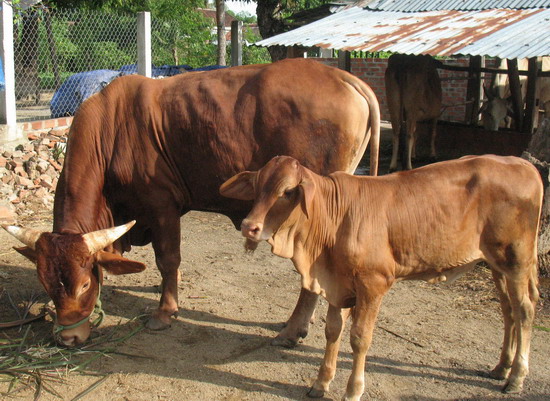 Kinh nghiệm và kĩ thuật nuôi bò sinh sản.