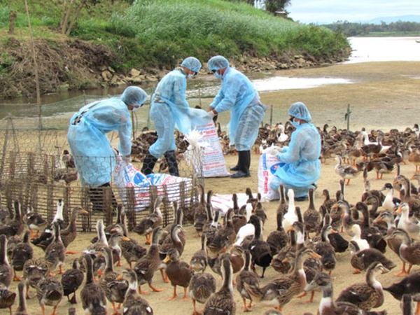 Bệnh cúm gia cầm H5N8 và một số biện pháp phòng chống