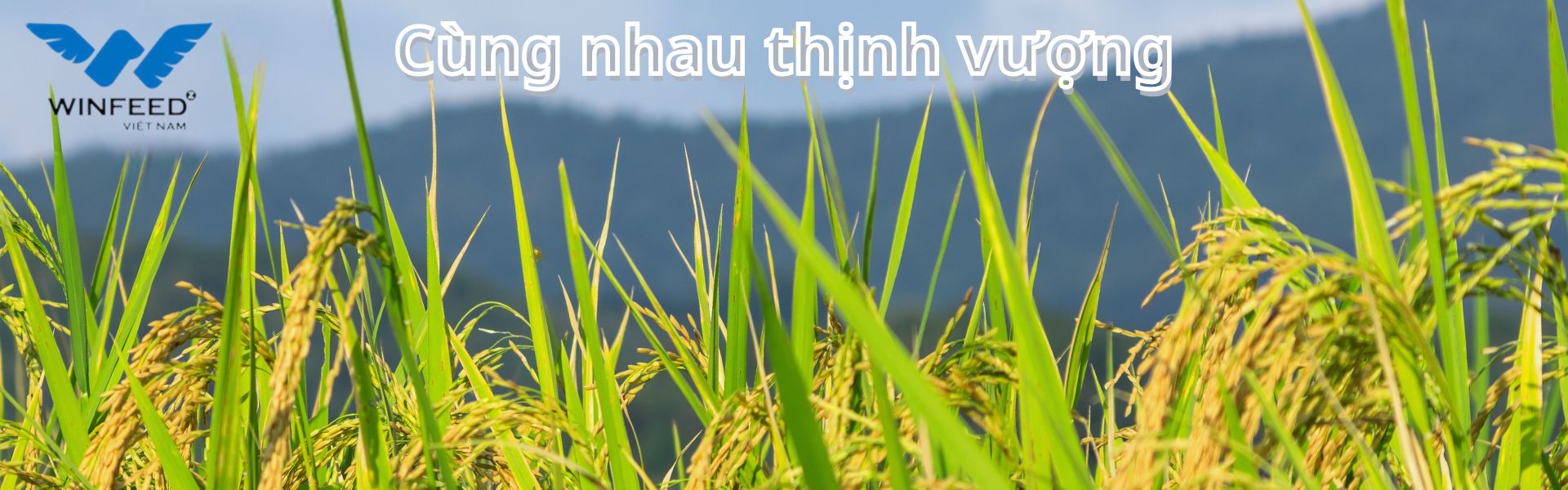 Winfeed-Cung-nhau-thinh-vuong